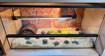 mládě - želva zelenavá - Testudo Hermanni