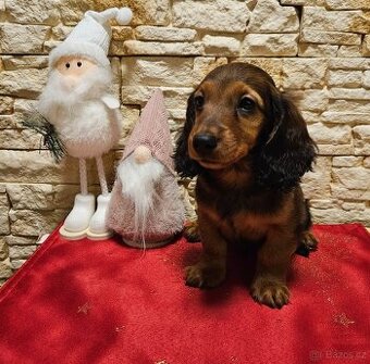 Jezevčík dlouhosrstý trpasličí s PP