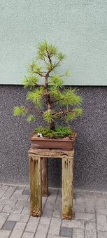 Bonsai, bonsaj, borovice v misce