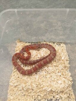 Užovka červená (Corn Snake)
