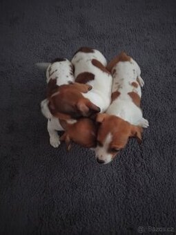 Jack Russell teriér