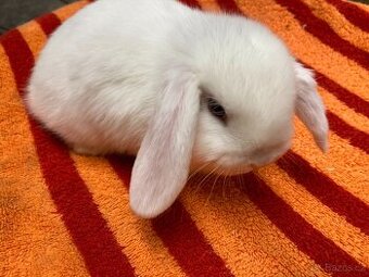 Zakrslý beránek - minilop - 1