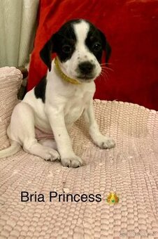 Dánsko švédský farmářský pes - 1