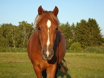 Prodám klisnu WPBr s PP, - 1