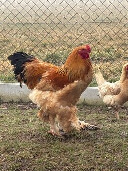 Brahmánka velká žlutá kohout