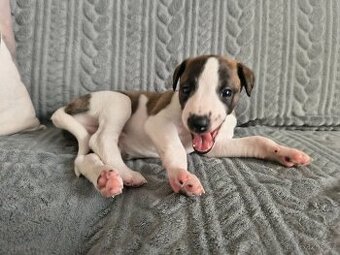 Whippet /vipet štěnátko s PP