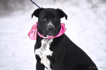 Columbia hledá domov