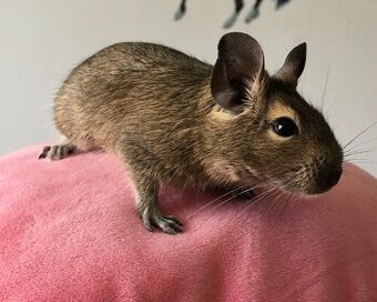 Osmák degu