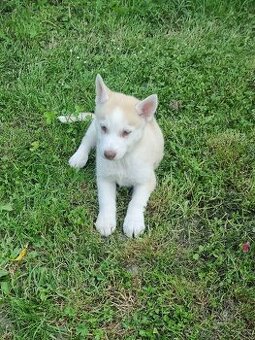Sibirsky Husky - 1