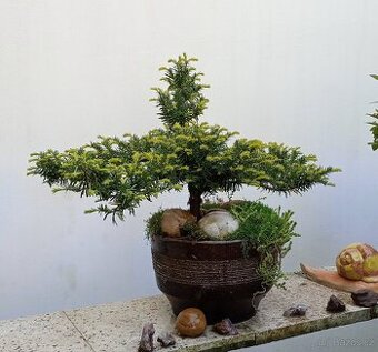 Tis červený bonsai