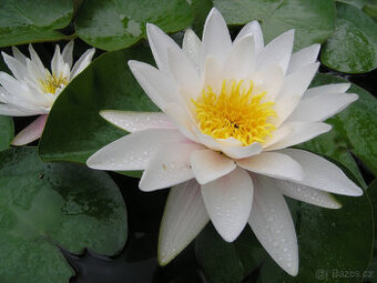 Leknín bílý ( Nymphaea Alba )