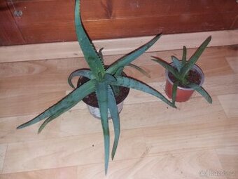 Aloe vera s přírůstky 2ks
