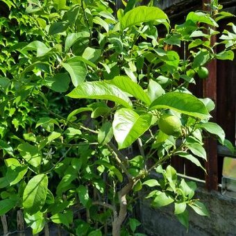 190 cm vysoký citrus, citronovník