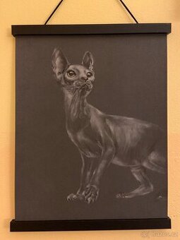 Obraz Sphynx kočka, pastel