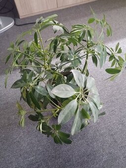 Schefflera arboricola