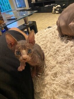 Kanadský sphynx bez PP