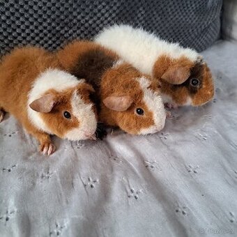 Morce us teddy samci