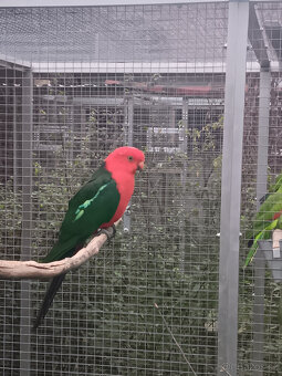 Ručně dokrmený papoušek královský - 1