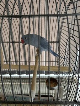 Alexandr malý, fialový, ručně dokrmený