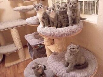 Britská modrá koťátka a Bikolor