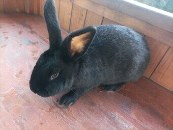 Zdravá samice králíka