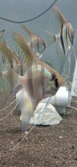 Pterophyllum sp Santa Isabel F1