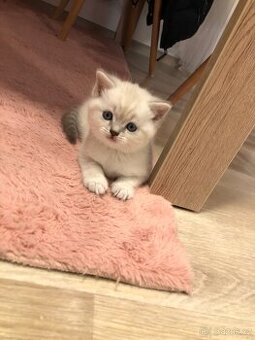 Čistokrevná Britská Koťátka po rodičích s PP.