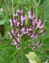 Sporýš Hastata -verbena šípovitá