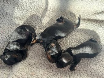 Jezevčík krátkosrstý standard