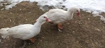 Kachna pižmová bílá 5 ks - 1