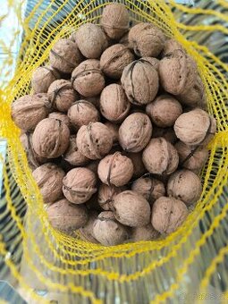 Vlašské ořechy loupané i neloupané 2025