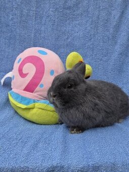 Mini miminka přeprava po celé ČR