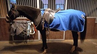 Drezurní sedlo Hauzr