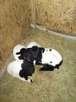 Dorper  x kamerunka. ,beránci