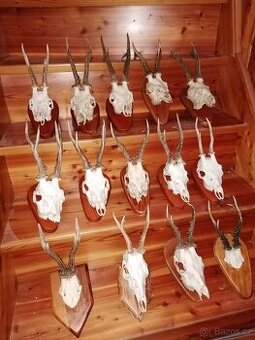 Srnčí a jelení trofeje