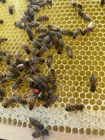 včely, včelstva,matky,včelí oddělky Buckfast