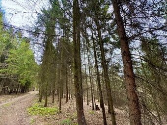 Lesní pozemek k.ú. Tísek 3.049m2