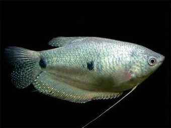 Čichavec modrý-Trichopodus trichopterus - 1
