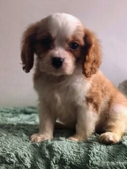 Kavalír king Charles spanel