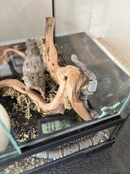 Korálovka šedá - Lampropeltis alterna alterna