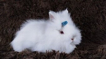 Zakrslý králík, králíček -(TEDDY)-HERBERT