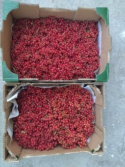 Prodám červený rybíz - 1kg/100 Kč