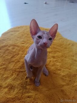 Sphynx