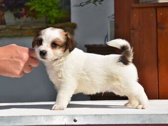 Jack Russell teriér s PP - Moet