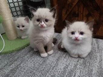 Ragdoll čistokrevná koťata bez papírů