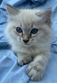 Ragdoll Hello