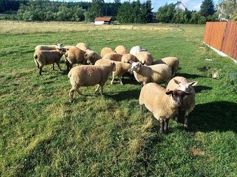 Jehňata texel X suffolk