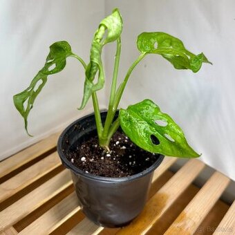 Monstera monkey, Monstera obliqua Leichtlinii, Opičí monster