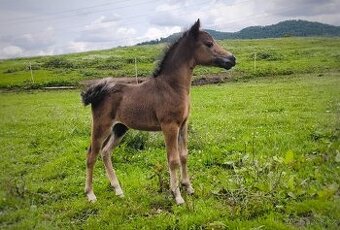 Letošní hřebeček minihorse - REBELION B