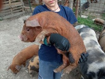 kune kune